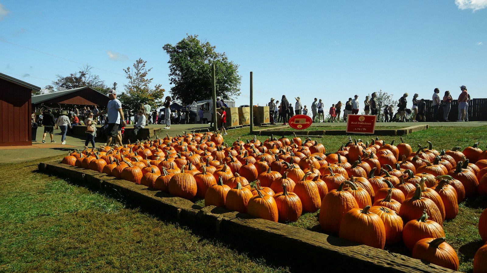 A long row of orange pumpkins on a grassy field under a clear blue sky, with visitors and trees in the distance.