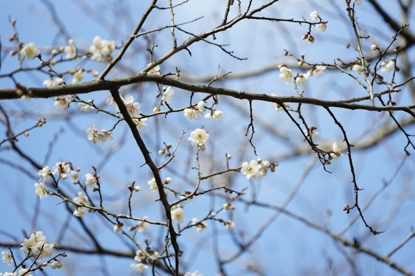 Plum blossom branches with white flowers against a blue sky.