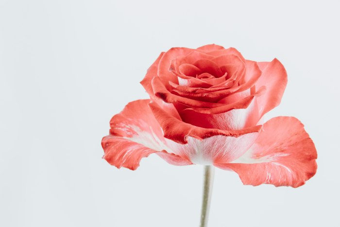 A single coral-pink rose in full bloom on a thin stem against a soft pale grey background.
