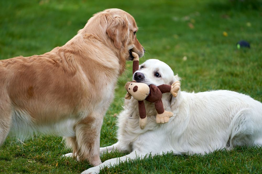 Two golden retrievers playing with a plush toy on grass.