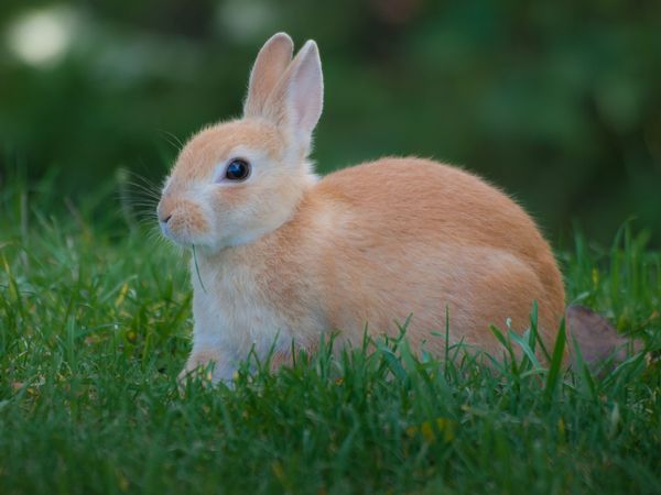 A domestic rabbit sitting on grass.