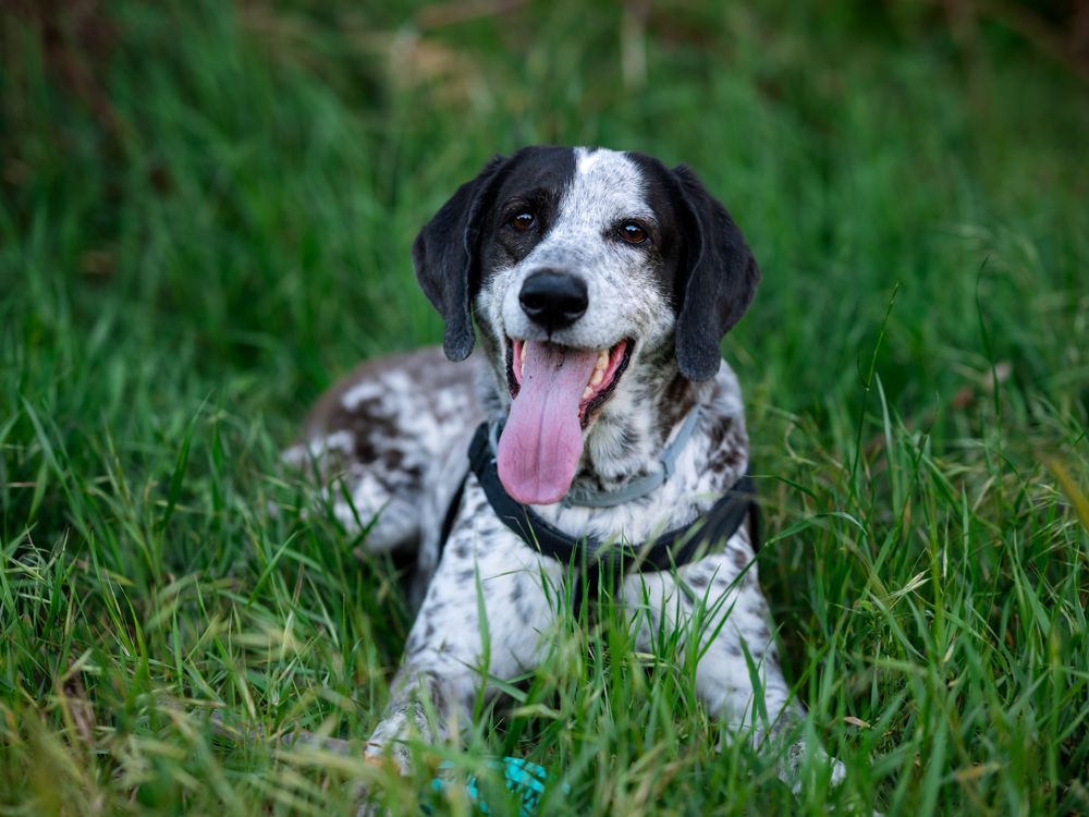 A black-and-white dog lying in lush green grass.