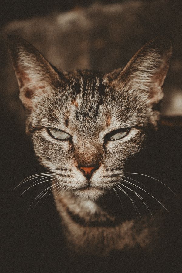 Close-up of a tabby cat looking straight at the camera.