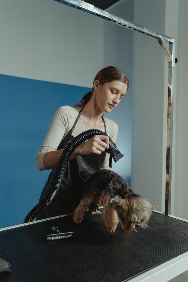A groomer blow-drying a Yorkshire Terrier.
