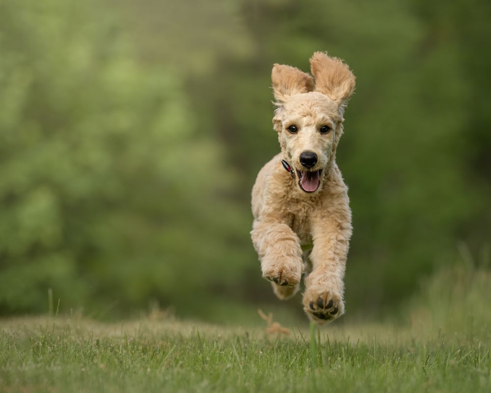 A cream goldendoodle puppy bounds across a sunny green field.