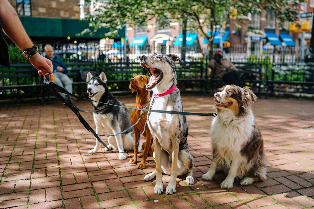 Four dogs on leashes walking together in a park.