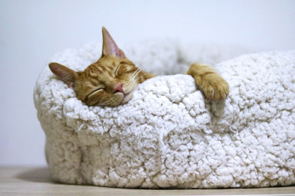 An orange tabby cat sleeping on a white pet bed.