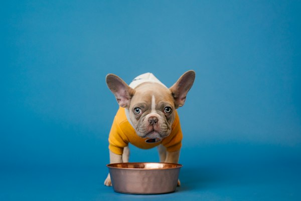 A French bulldog puppy standing by its food bowl at breakfast time.